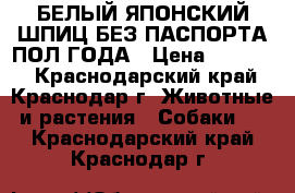 БЕЛЫЙ ЯПОНСКИЙ ШПИЦ БЕЗ ПАСПОРТА ПОЛ ГОДА › Цена ­ 10 000 - Краснодарский край, Краснодар г. Животные и растения » Собаки   . Краснодарский край,Краснодар г.